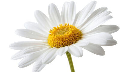 Naklejka premium chamomile transparent background