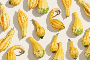 Minimal pattern with Decorative ornamental pumpkins on light beige background, sunlight shadow. Creative still life, autumn fall season holiday Top view yellow green striped Mini squashes