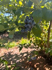 blueberries on a bush