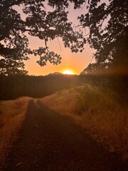 sunset in the forest