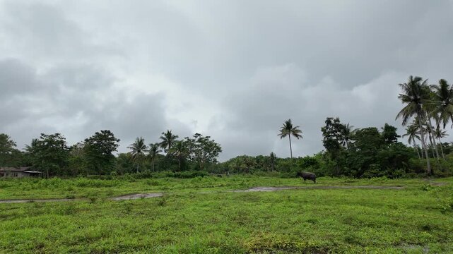 Farmer 7 cow in chocolate hill