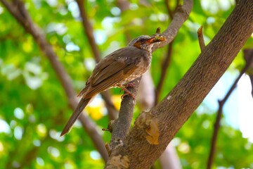 餌を捕まえたヒヨドリ