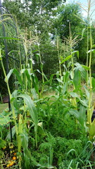 Vegetables Growing in a Backyard Garden