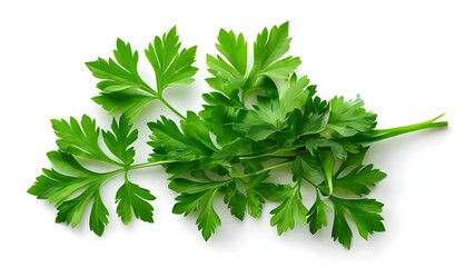 Fototapeta premium green leaves of parsley isolated on white background