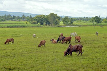 herd of cow in the meadow