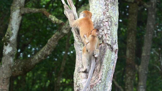 A mother long-tailed macaque climbing up a tree trunk in a dense forest, with a baby monkey clinging tightly on its back, close up shot.