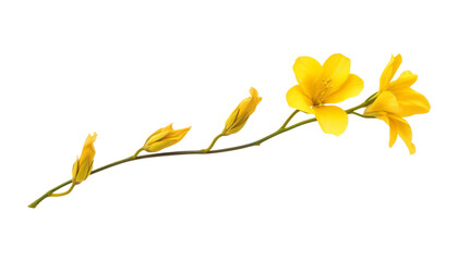 yellow flower isolated on transparent background cutout