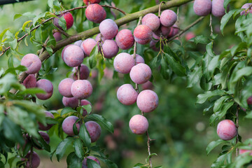 plums on the tree