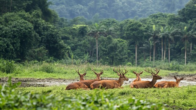 A herd of red deer resting in Kluang Wan.