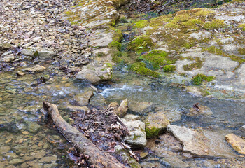 nature park ,spring mood, a walk through the forest on a sunny day