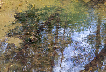 nature park ,spring mood, a walk through the forest on a sunny day
