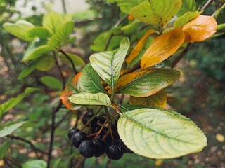 Black ripe berries hanging on leaves in the garden covered with dew