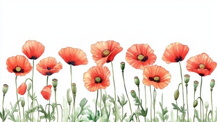 Obraz premium Vibrant Poppy Flower Border in Watercolor Style, Deep Reds of Wild Nature Blooms