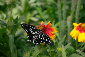 butterfly on a flower