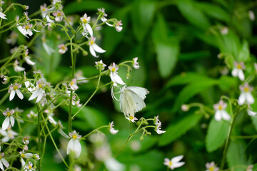 White butterfly on flowers
