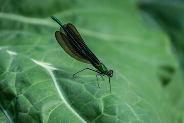 dragonfly on a green leaf
