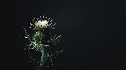 Thistle Flower on a Black Background