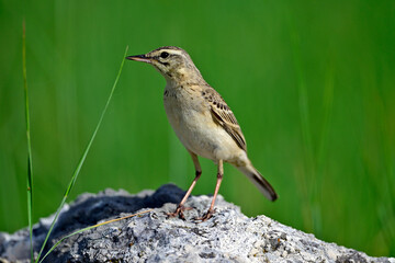 Brachpieper // Tawny Pipit (Anthus campestris) 