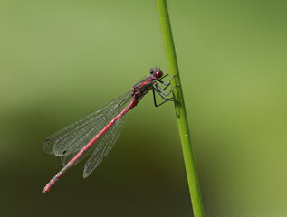 Frühe Adonislibelle oder auch Frühe Adonisjungfer (Pyrrhosoma nymphula)