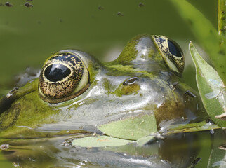 Grünfrosch  (Pelophylax „esculentus“)