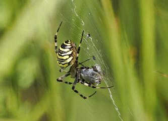 Wespenspinne (Argiope bruennichi)
