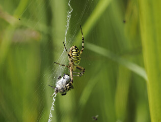Wespenspinne (Argiope bruennichi)