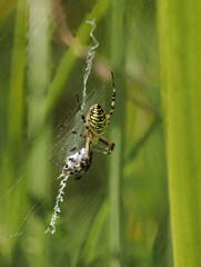 Wespenspinne (Argiope bruennichi)