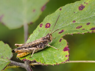 Grashüpfer spec.