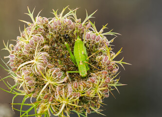 , Punktierte Zartschrecke&nbsp;(Leptophyes punctatissima) auf Wilder M&ouml;hre
