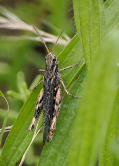 Grashüpfer spec.