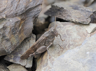 Rotflügelige Ödlandschrecke (Oedipoda germanica)