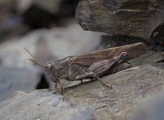 Rotflügelige Ödlandschrecke (Oedipoda germanica)