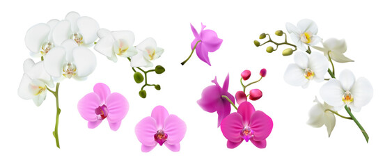 3d realistic vector illustration. Colorful orchid stems in white, pink color. Isolated on white background. © Real Vector