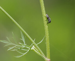 Augenstreifen-Schmeißfliege (Stomorrhina lunata)