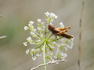Grashüpfer spec. auf Wilder Möhre