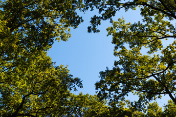 autumn leaves against blue sky