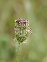 Graphosoma italicum, Stomorrhina lunata, Streifenwanze, Streifenwanze (Graphosoma italicum) auf Wilder Möhre