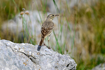 Brachpieper // Tawny Pipit (Anthus campestris) 