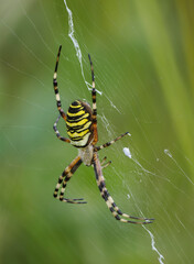 Wespenspinne (Argiope bruennichi)