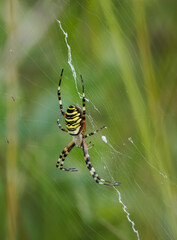 Wespenspinne (Argiope bruennichi)