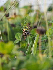 Wespenspinne oder Zebraspinne mit Beute im Netz
