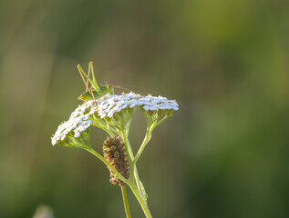 Punktierte Zartschrecke (Leptophyes punctatissima)