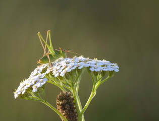 Punktierte Zartschrecke (Leptophyes punctatissima)