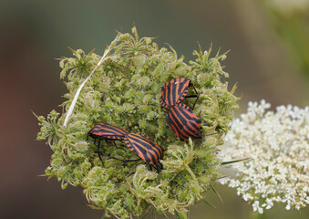 Streifenwanze (Graphosoma italicum) auf Wilder Möhre