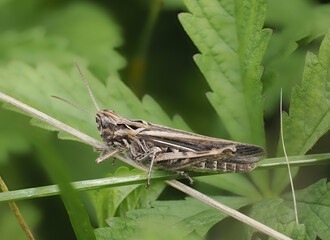 Nachtigall-Grashüpfer (Chorthippus biguttulus)