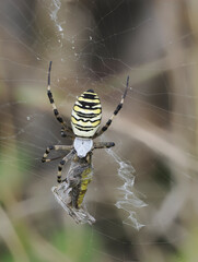 Wespenspinne (Argiope bruennichi)