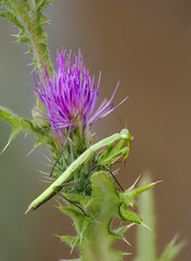 Europäische Gottesanbeterin (Mantis religiosa)