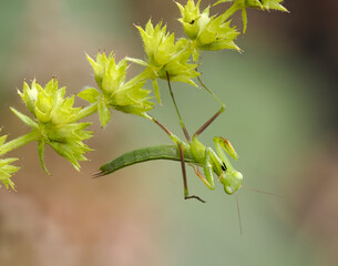 Europäische Gottesanbeterin (Mantis religiosa)