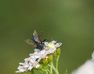 Veränderliche Krabbenspinne (Misumena vatia) mit Fliege