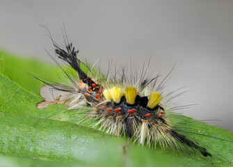 Schlehen-Bürstenspinners (Orgyia antiqua)